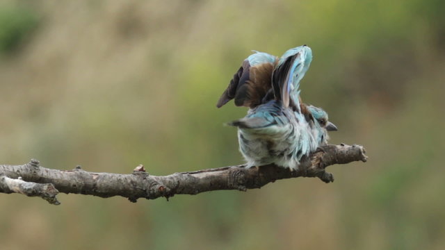 Couple of European rollers perching on a branch in front of the nest. Rare birds European rollers sitting on a branch, sunset light and blur green yellow background, Coracias garulus.