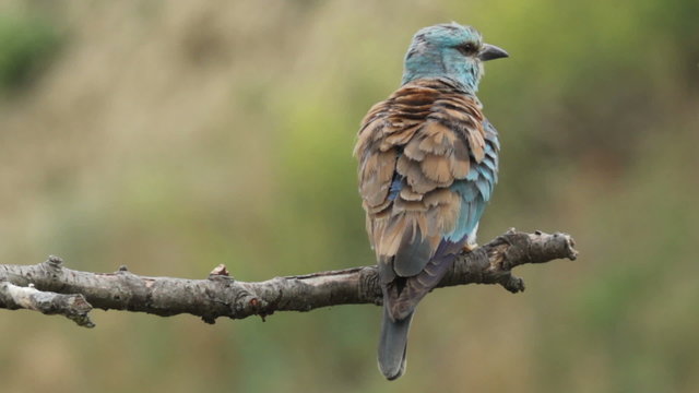 Couple of European rollers perching on a branch in front of the nest. Rare birds European rollers sitting on a branch, sunset light and blur green yellow background, Coracias garulus.