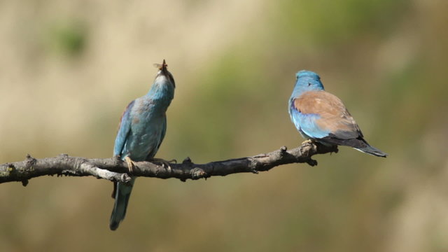 Couple of European rollers perching on a branch in front of the nest. Rare birds European rollers sitting on a branch, sunset light and blur green yellow background, Coracias garulus.