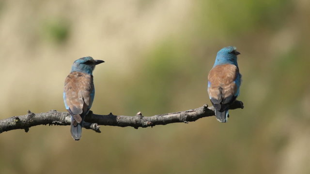 Couple of European rollers perching on a branch in front of the nest. Rare birds European rollers sitting on a branch, sunset light and blur green yellow background, Coracias garulus.
