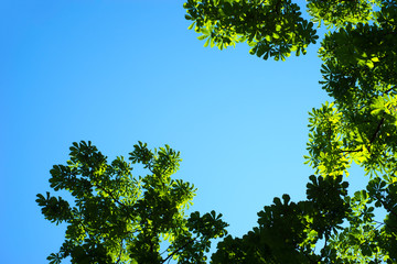 Fototapeta premium background of green foliage and blue sky