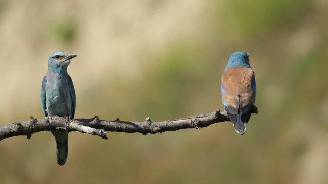 Couple of European rollers perching on a branch in front of the nest. Rare birds European rollers sitting on a branch, sunset light and blur green yellow background, Coracias garulus.