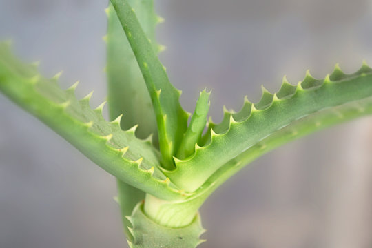 Aloe