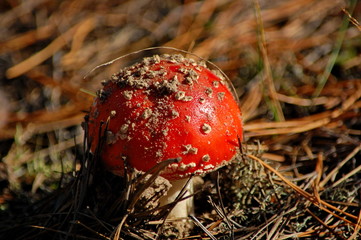Young fly agaric toadstool (Amanita muscaria) among the pine needles.