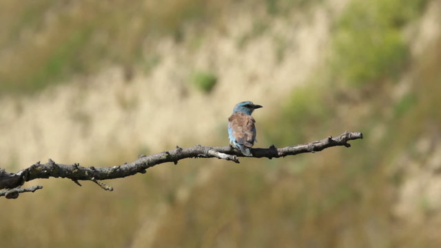 Couple of European rollers perching on a branch in front of the nest. Rare birds European rollers sitting on a branch, sunset light and blur green yellow background, Coracias garulus.