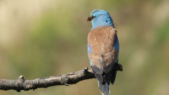 Bird European roller eating beetle and perching on a branch in front of the nest. Rare bird European roller sitting on a branch, sunset light and blur green yellow background, Coracias garulus.