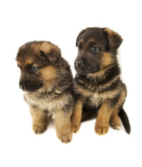Fototapeta na wymiar two sheepdogs puppies