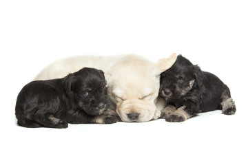 Labrador Retriever and Miniature Schnauzer black puppies