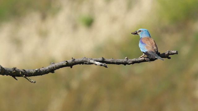 Couple of European rollers perching on a branch in front of the nest. Rare birds European rollers sitting on a branch, sunset light and blur green yellow background, Coracias garulus.