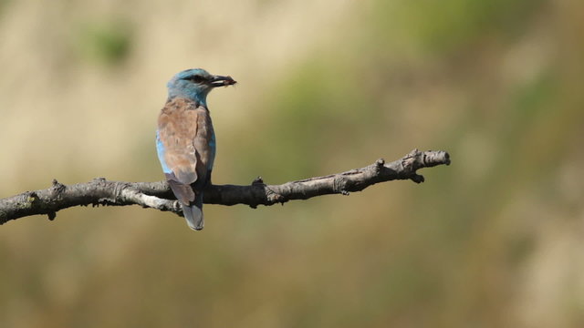 Couple of European rollers perching on a branch in front of the nest. Rare birds European rollers sitting on a branch, sunset light and blur green yellow background, Coracias garulus.