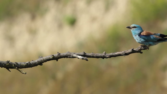 Couple of European rollers perching on a branch in front of the nest. Rare birds European rollers sitting on a branch, sunset light and blur green yellow background, Coracias garulus.