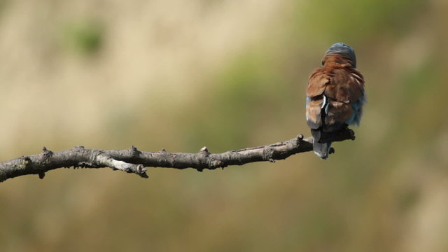 Couple of European rollers perching on a branch in front of the nest. Rare birds European rollers sitting on a branch, sunset light and blur green yellow background, Coracias garulus.