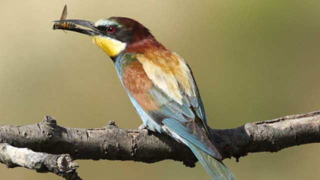 Bird Bee eater eating beetle insect sitting on a branch in front of the nest. Green blur background, perfect light, Merops apiaster