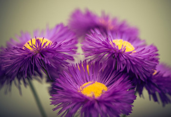 Obraz premium violet flowers closeup