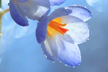 Papier Peint photo Crocus snow snowdrops spring flowers blue