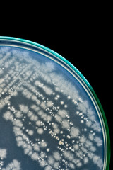 macro of bacteria on petri dish on black background
