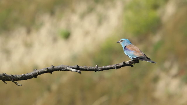 Couple of European rollers perching on a branch in front of the nest. Rare birds European rollers sitting on a branch, sunset light and blur green yellow background, Coracias garulus.