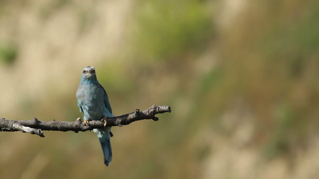 Couple of European rollers perching on a branch in front of the nest. Rare birds European rollers sitting on a branch, sunset light and blur green yellow background, Coracias garulus.