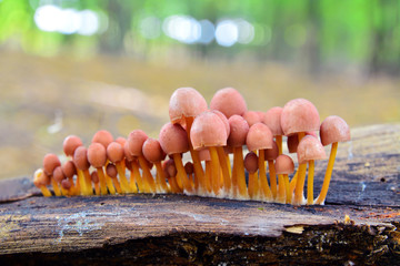 mycena renati mushrooms