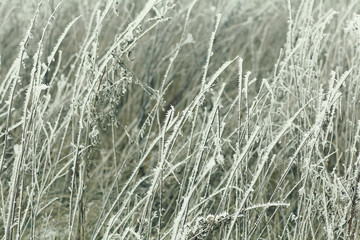 Fototapeta premium frozen grass and ground frost in winter