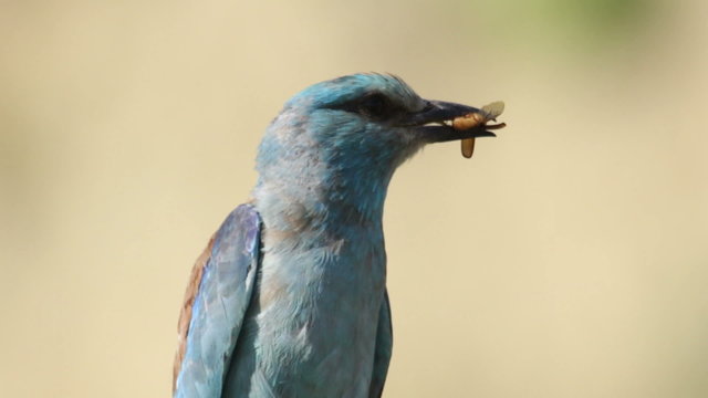 Bird European roller eating beetle and perching on a branch in front of the nest. Rare bird European roller sitting on a branch, sunset light and blur green yellow background, Coracias garulus.