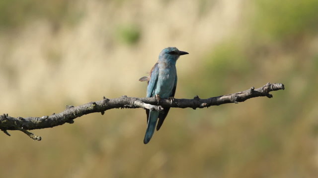 Couple of European rollers perching on a branch in front of the nest. Rare birds European rollers sitting on a branch, sunset light and blur green yellow background, Coracias garulus.