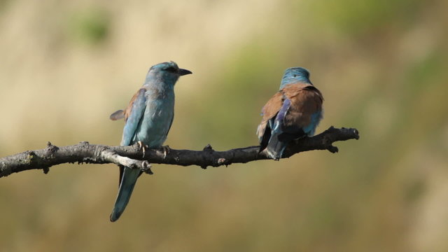 Couple of European rollers perching on a branch in front of the nest. Rare birds European rollers sitting on a branch, sunset light and blur green yellow background, Coracias garulus.
