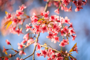 Beautiful cherry blossom, Chiang Mai, Thailand