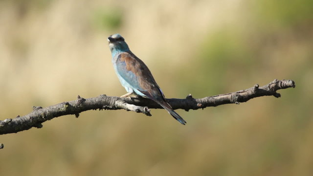 Couple of European rollers perching on a branch in front of the nest. Rare birds European rollers sitting on a branch, sunset light and blur green yellow background, Coracias garulus.