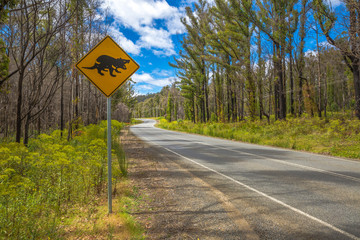 Tasmanian Devil Crossing 