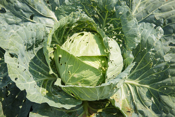 Obraz premium Cauliflower fields in Phutabberk Phetchabun Thailand after start new season of growth.Penetrate the surface of the leaf insect bites. Because it is not a pesticide to get rid of pests..