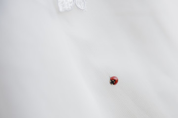 Marienkäfer auf einem Brautkleid