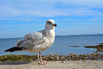 Atlantic birdlife, Farne Islands Nature Reserve, England