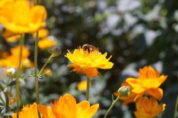 Желтые цветы в саду