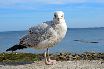 Atlantic birdlife, Farne Islands Nature Reserve, England
