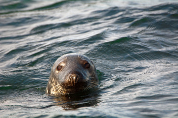 Atlantic birdlife, Farne Islands Nature Reserve, England