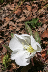White Matted Evening Primrose wildflower low to the ground in Colorado