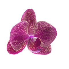 pink orchid flower isolated on white