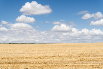 Fototapeta premium Collected wheat field