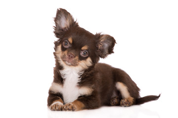 adorable chocolate chihuahua puppy lying down