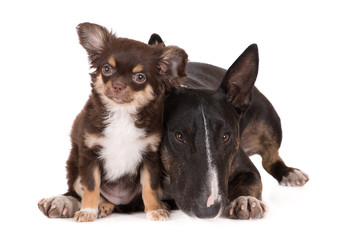 adorable chihuahua puppy and english bull terrier dog