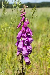 Purple foxglove Digitalis purpurea