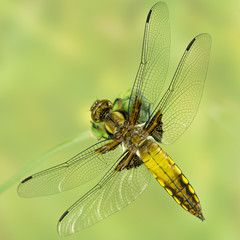 Plattbauchlibelle