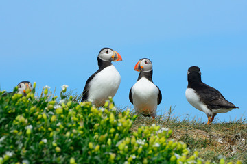 Atlantic birdlife, Farne Islands Nature Reserve, England