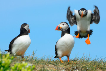 Atlantic birdlife, Farne Islands Nature Reserve, England