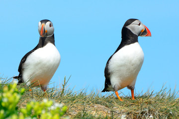 Fototapeta na wymiar Atlantic birdlife, Farne Islands Nature Reserve, England