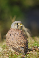 チョウゲンボウ雄