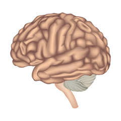 Brain anatomy. Human brain lateral view. Illustration isolated on white background. 