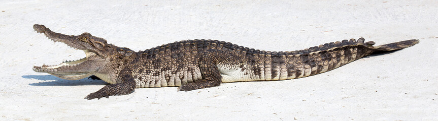 Krokodil