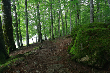 forest landscape in summer europe pine